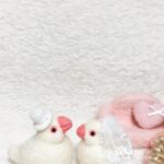 【超初心者向け】IBJの株主優待はどんなもの!?